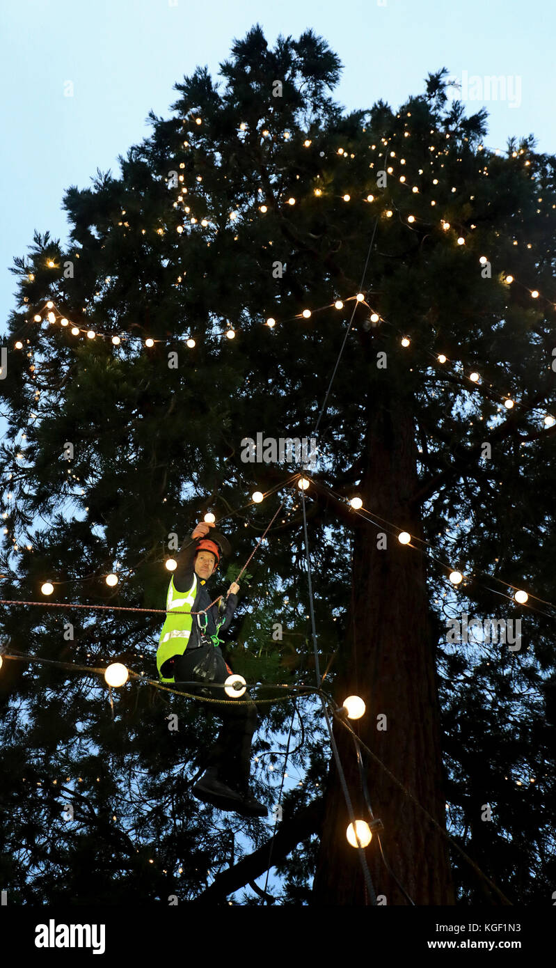 Arborist James Pumfrey checks the lights as Christmas decorations are added to Britain's tallest living Christmas tree, a 110-foot giant redwood, at Wakehurst Place in Ardingly, West Sussex. The tree, which is about 124 years old, is being adorned with 1,800 white lights. Stock Photo