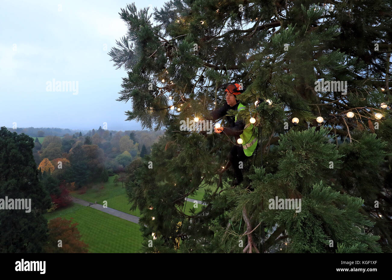 Arborist James Pumfrey checks the lights as Christmas decorations are added to Britain's tallest living Christmas tree, a 110-foot giant redwood, at Wakehurst Place in Ardingly, West Sussex. The tree, which is about 124 years old, is being adorned with 1,800 white lights. Stock Photo