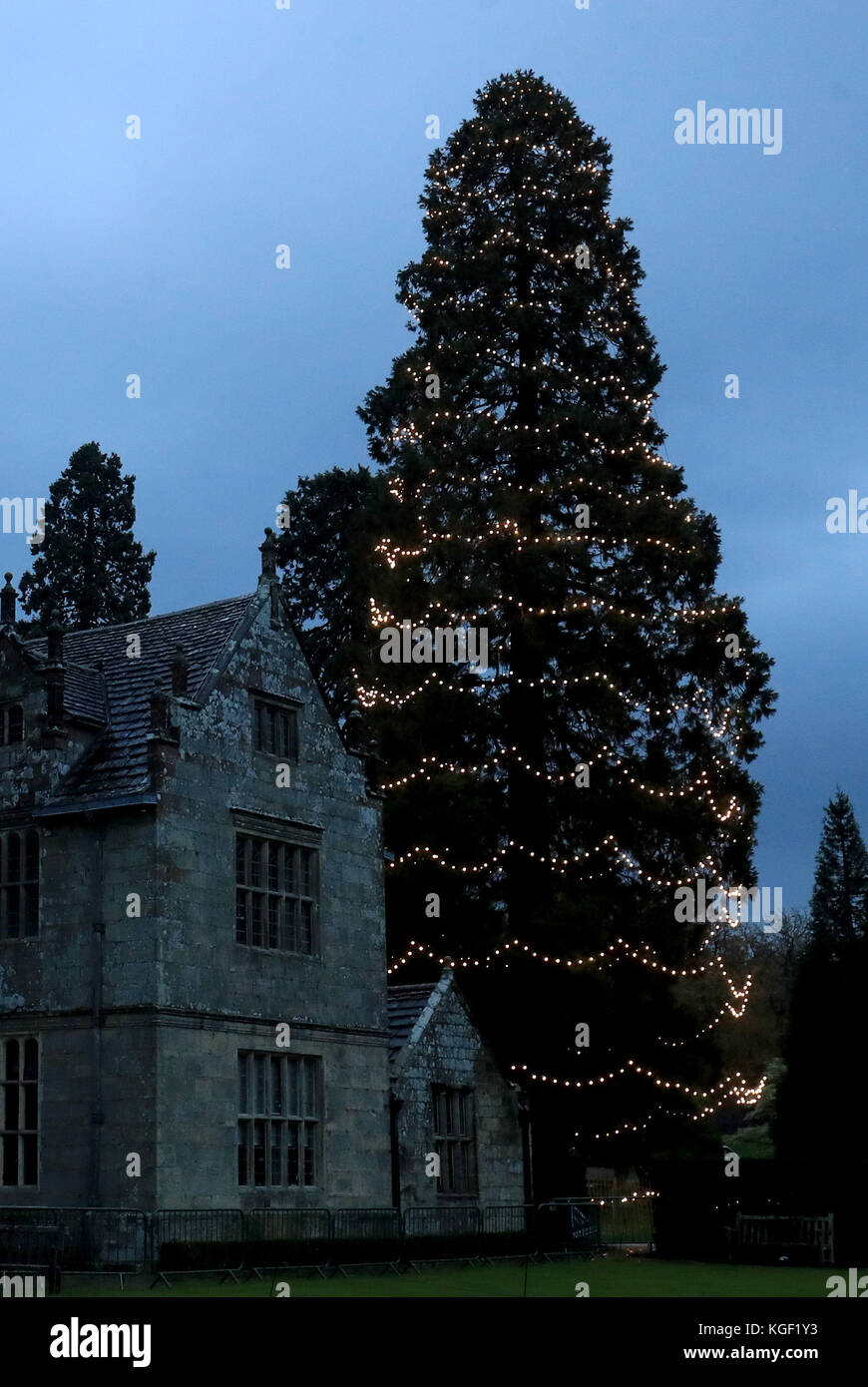 Britains tallest living christmas tree hires stock photography and