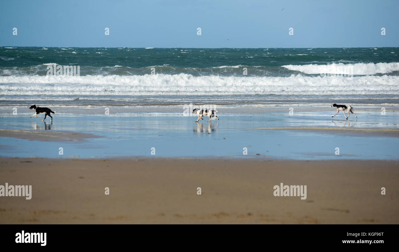 Three black and white dogs out exercising and enjoying time on the beach close to the sea at Newquay, Cornwall, UK Stock Photo