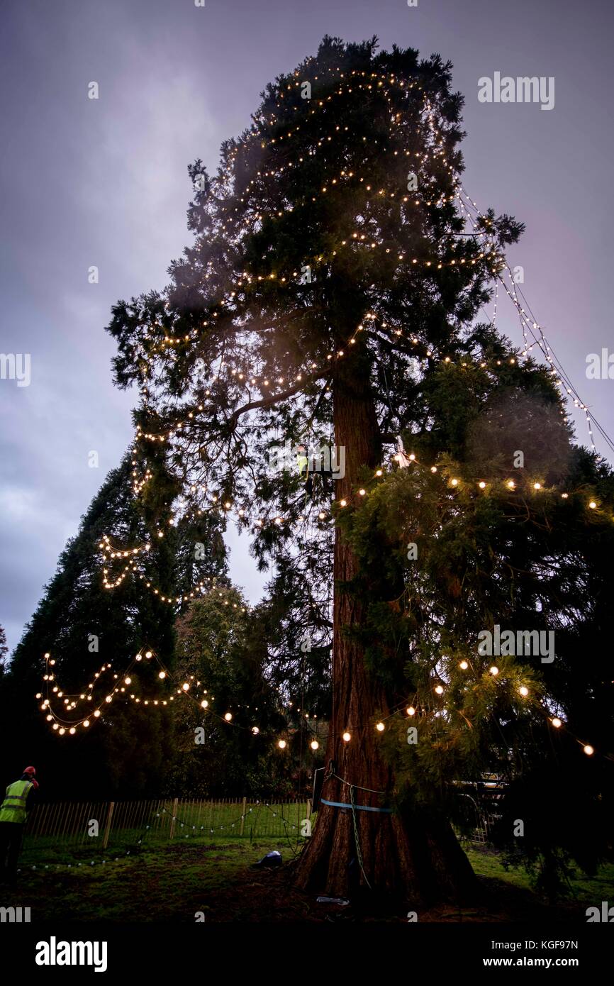 Wakehurst, West Sussex, UK. 7th November, 2017. Wakehurst, Kew's Botanic Garden in West Sussex is decorating its giant Christmas tree for the 25th year running. Arborists and horticultural staff started early in the morning to adorn the tree with 1800 LED lights. It took seven hours to complete the task. The giant redwood, which is the tallest living Christmas tree in England is now 37 meters tall. Credit: Jim Holden/Alamy Live News Stock Photo