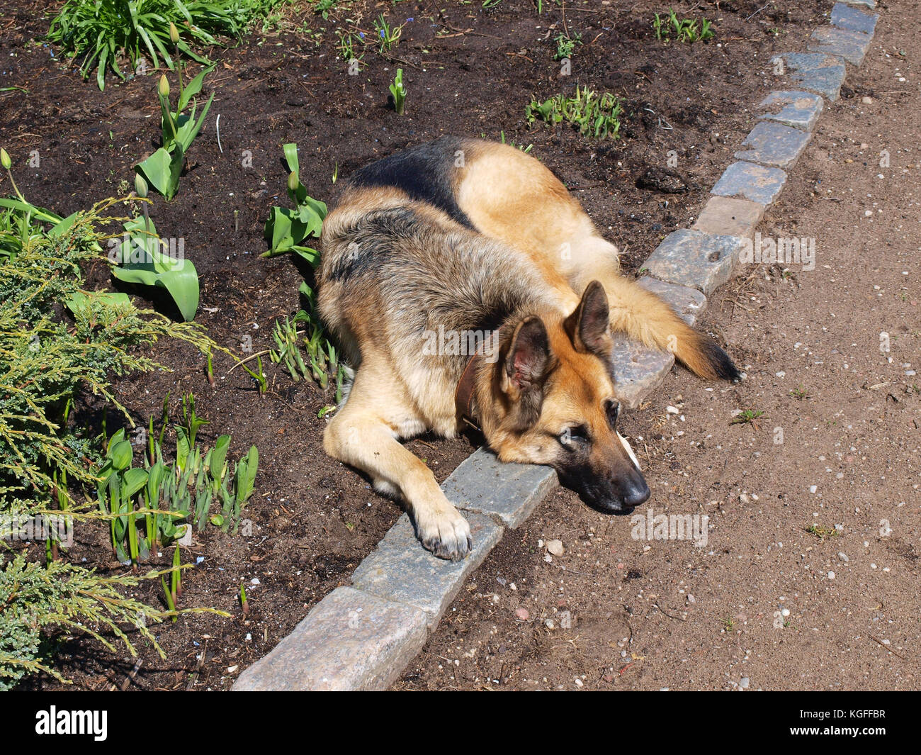 Thoughtful dog lying on the flower bed edging Stock Photo Alamy