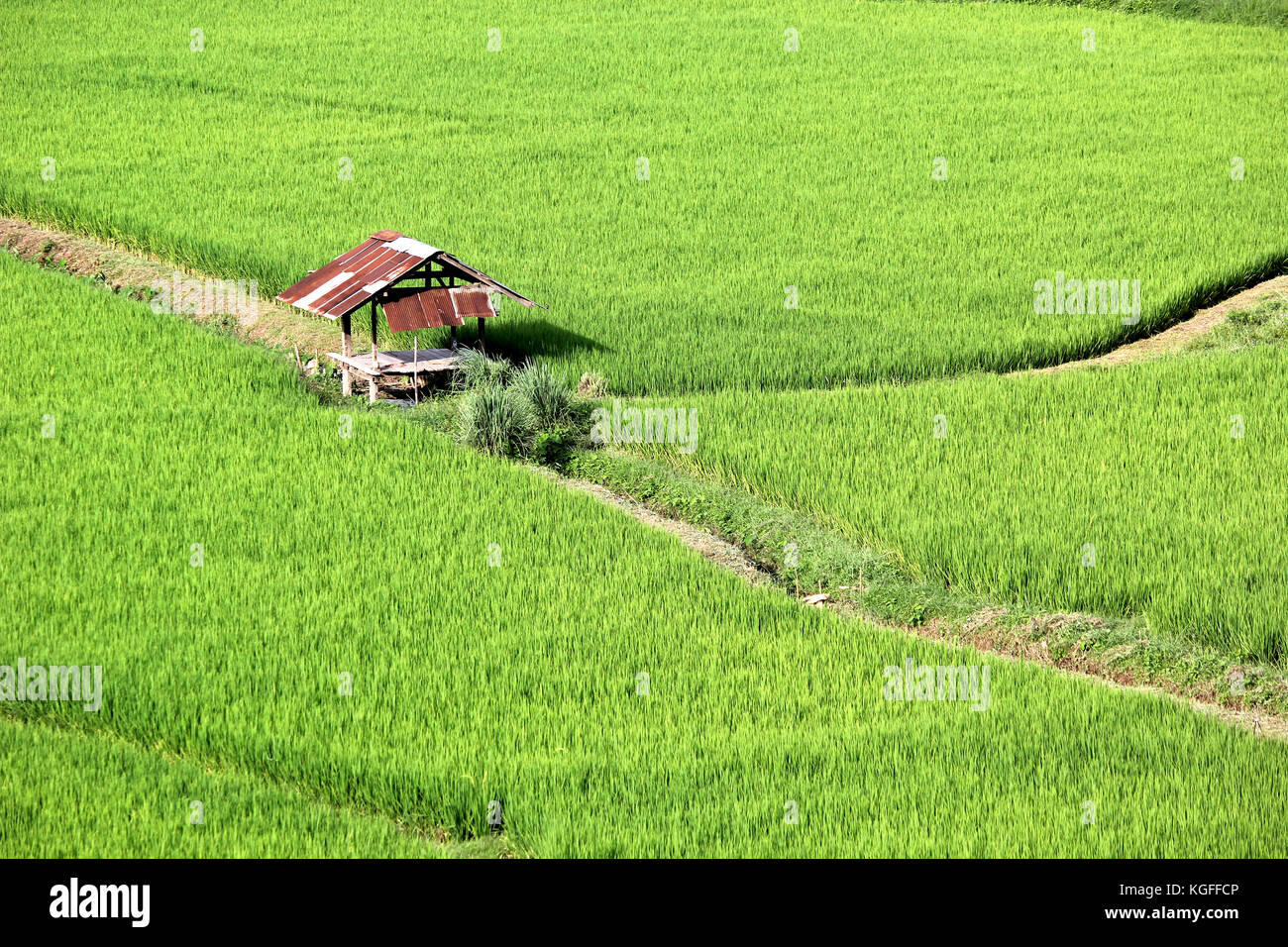 rice in paddy field with rural cottage Stock Photo