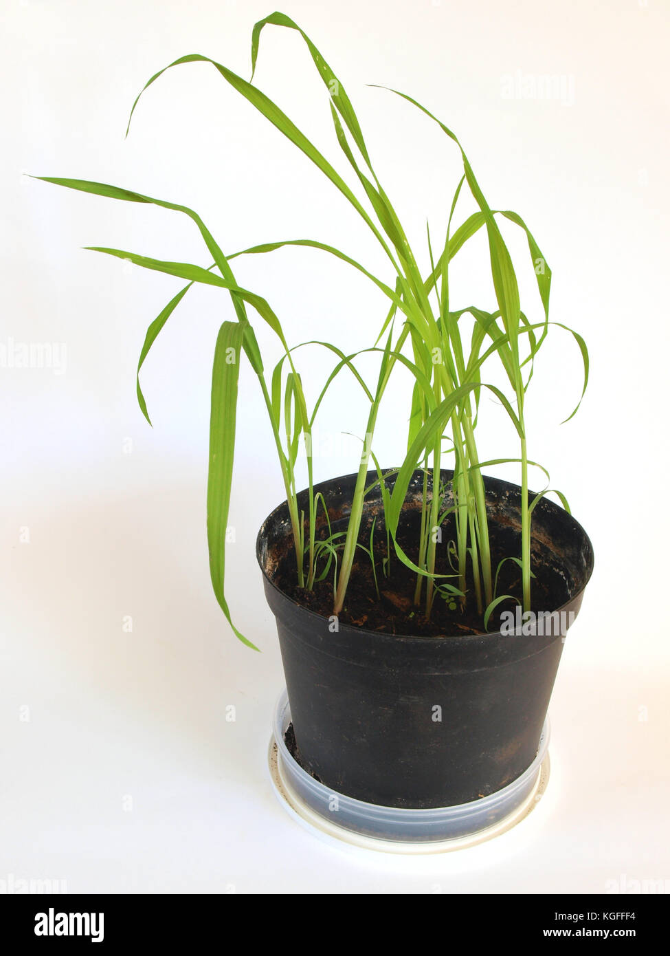 Giant moso bamboo seedlings are growing indoor in flower pot on white background Stock Photo