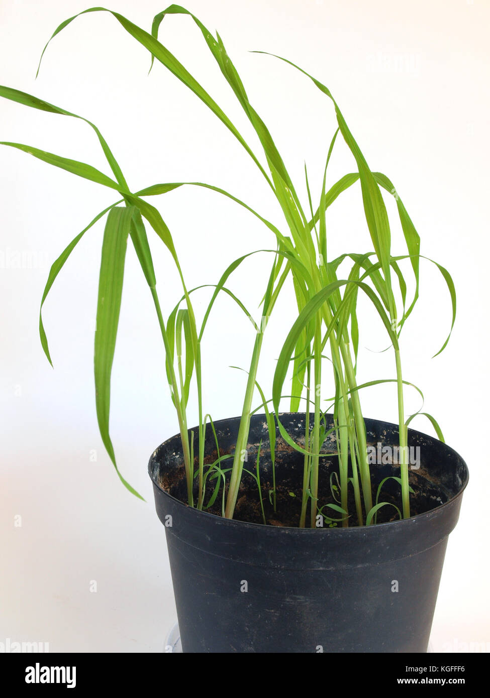 Giant moso bamboo seedlings are growing indoor in flower pot on white background close up Stock Photo