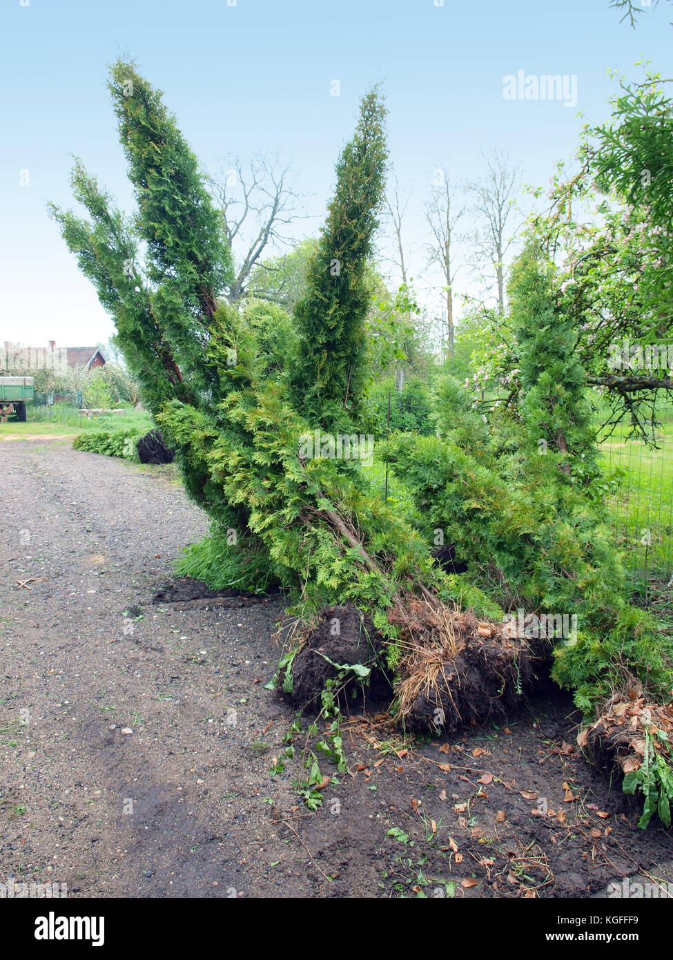Big thuja or cypress trees for replanting stacked near the fence Stock Photo