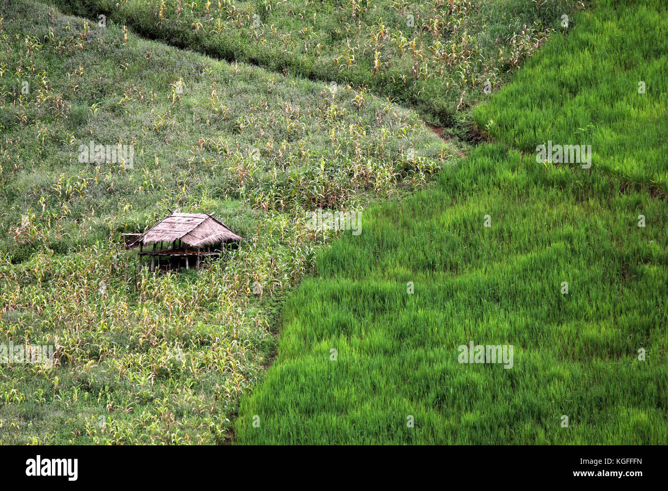 rice in paddy field with rural cottage Stock Photo
