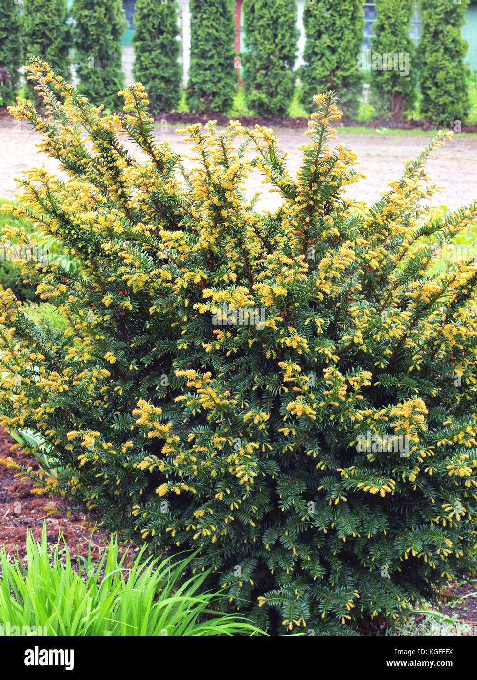 Young yew tree with new shoots on spring in garden Stock Photo