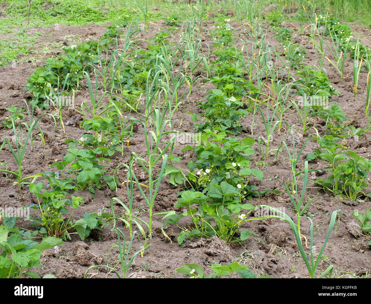 Garlic plants grows between rows of strawberry to fight pests Stock