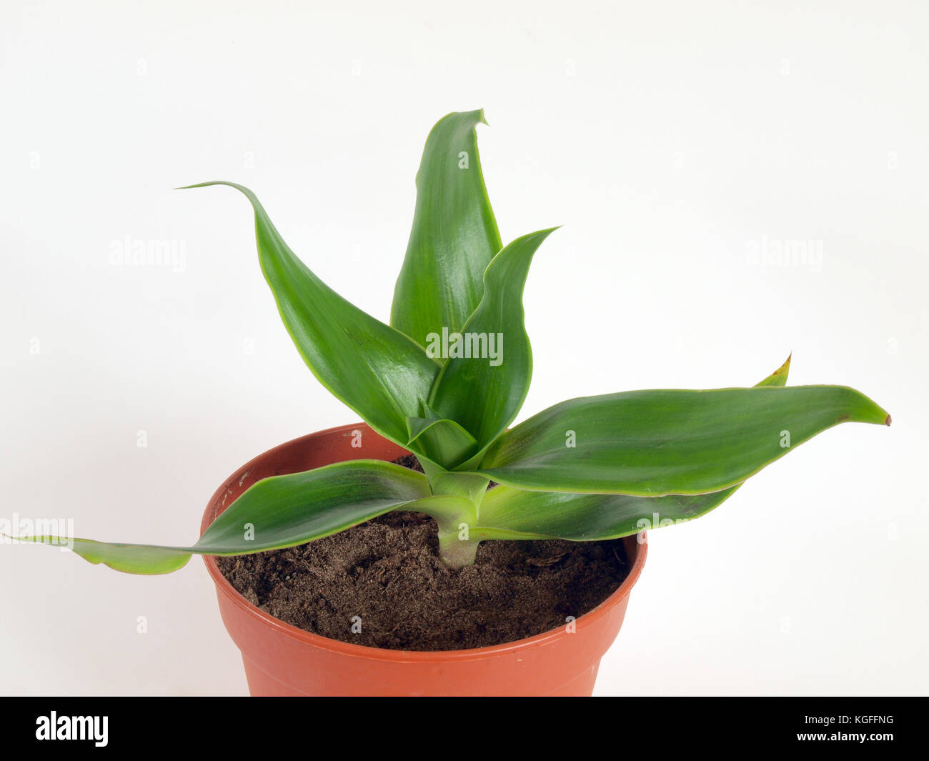 Medical herb plant callisia fragrans known as basket plant or chain plant or inch plant or