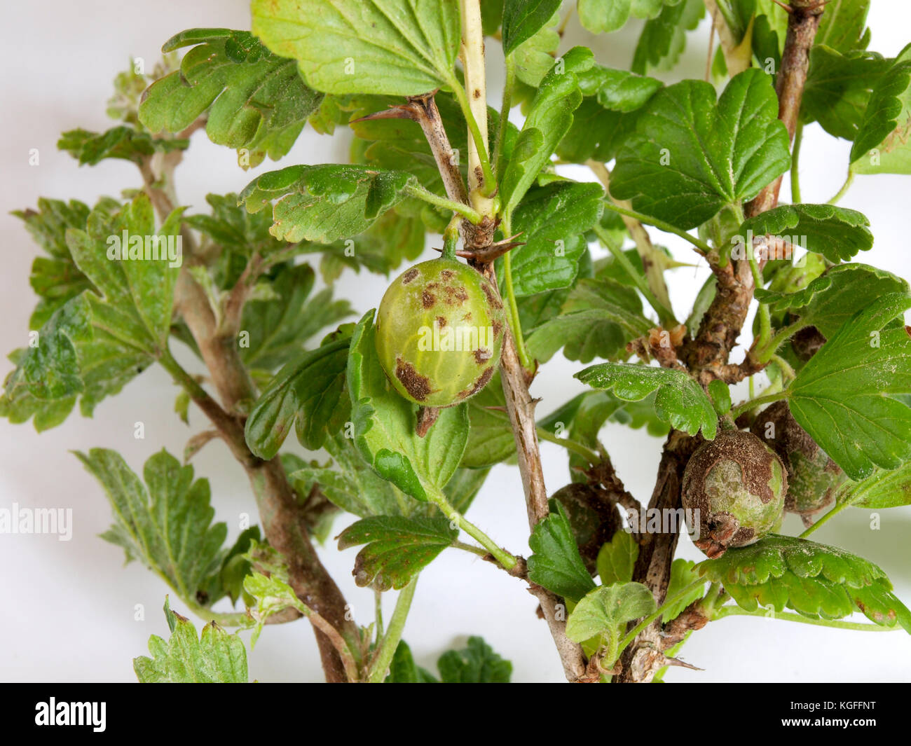 Gooseberries infected and damaged by fungus disease powdery mildew close up. Stock Photo