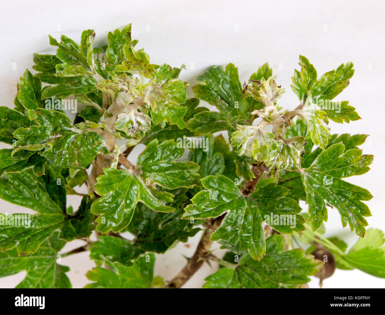 Gooseberries top leaves infected and damaged by fungus disease powdery mildew close up. Stock Photo