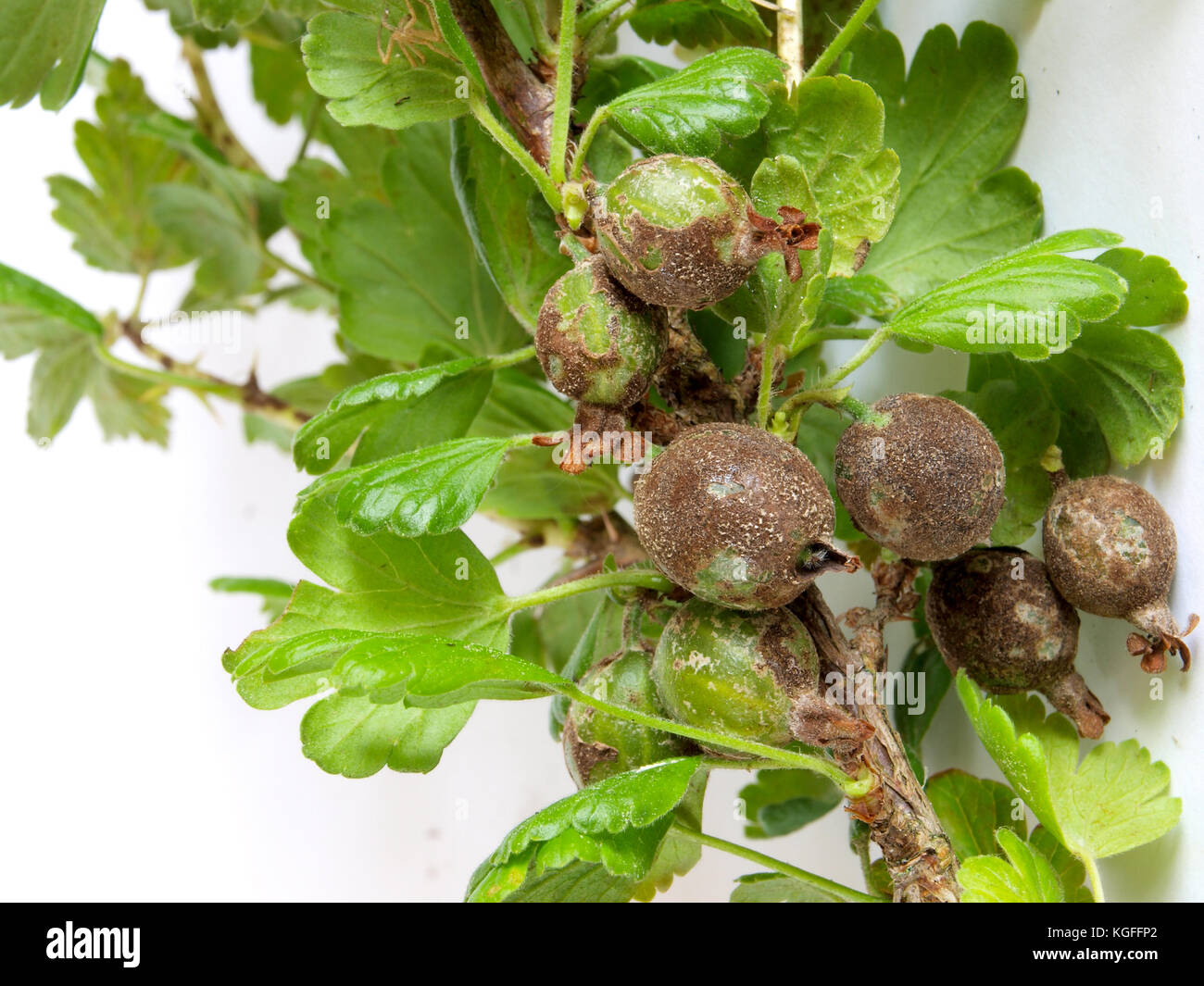 Gooseberries infected and damaged by fungus disease powdery mildew close up. Stock Photo