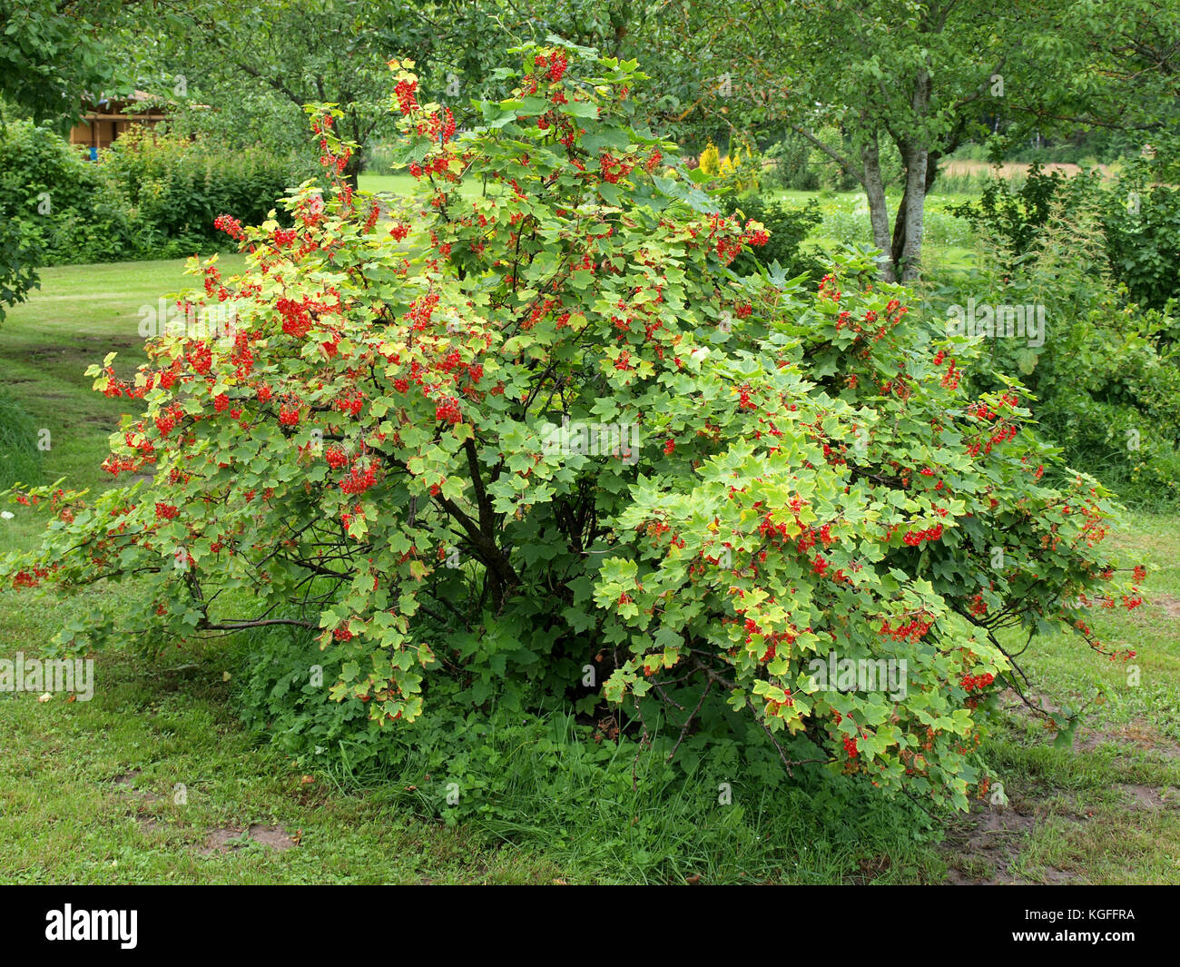 Currant bush hi-res stock photography and images - Alamy