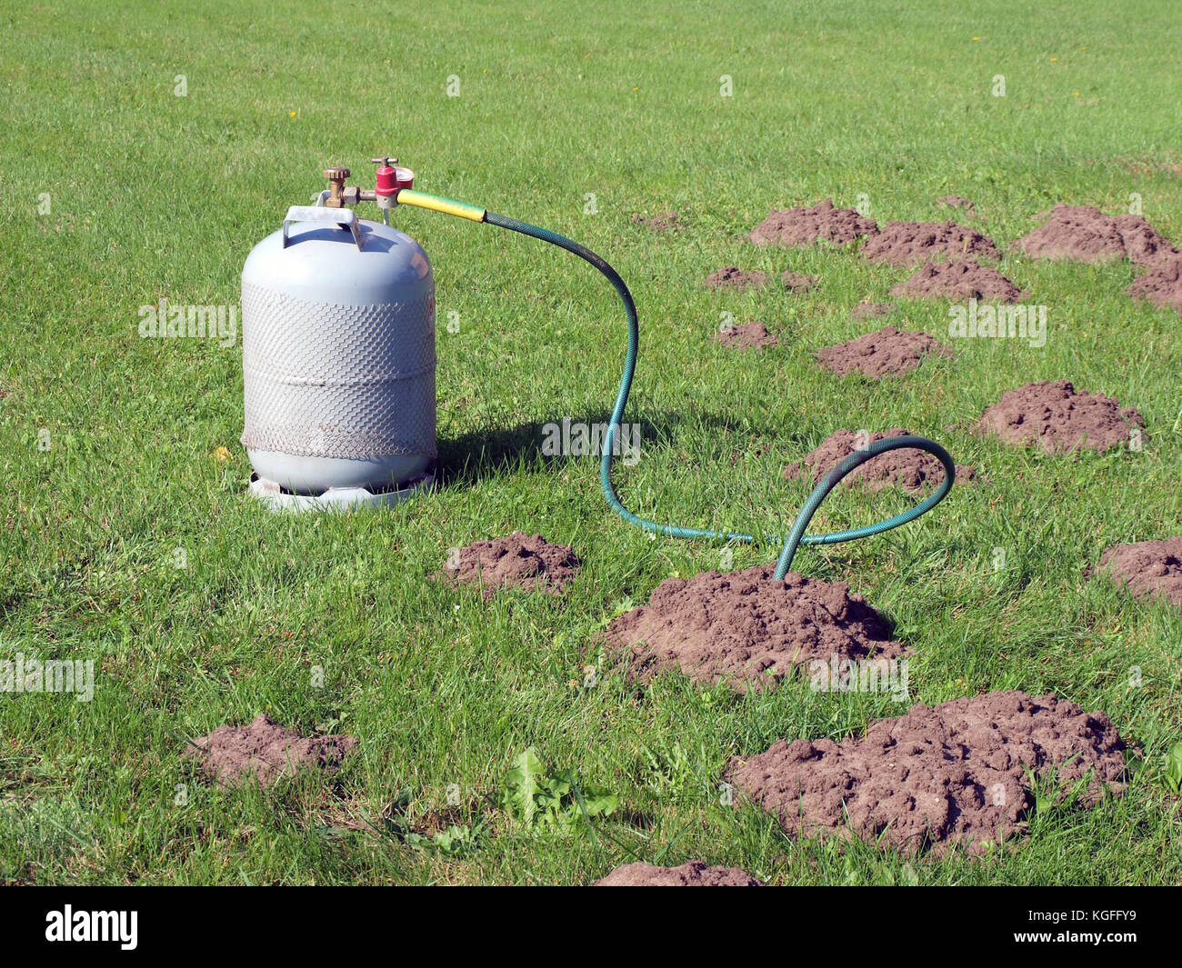 Filling mole hills with toxic gas from gas cylinder to kill them Stock