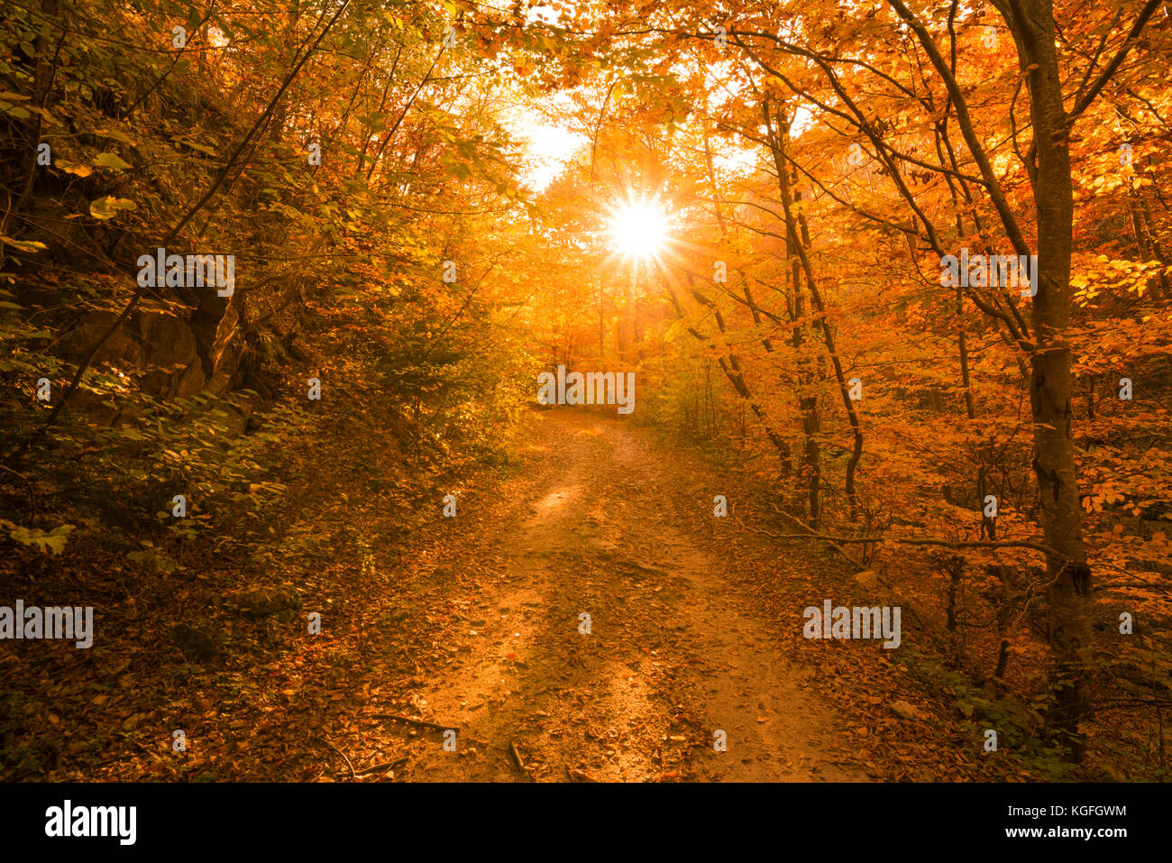 Autumn path in the forest Stock Photo - Alamy