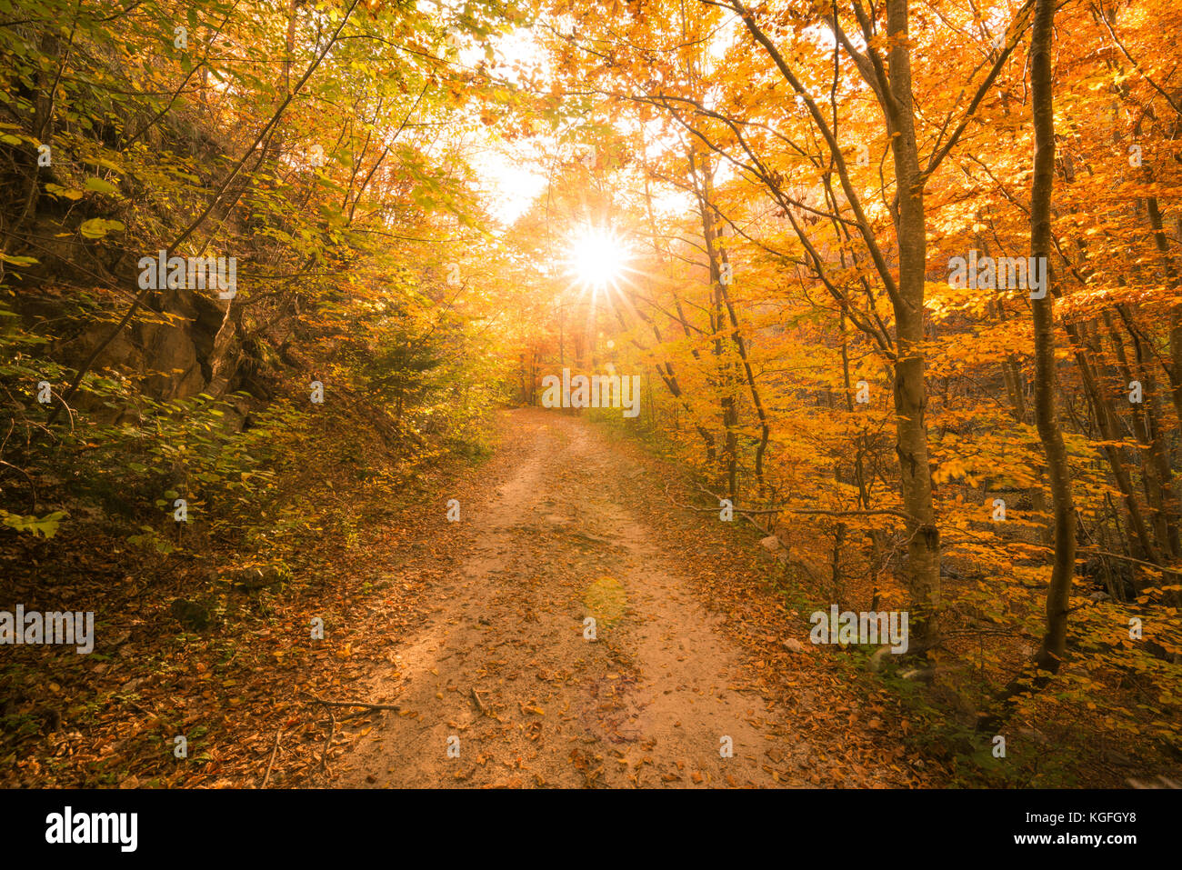 Autumn path in the forest Stock Photo - Alamy