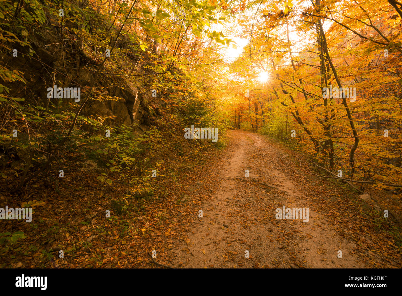 Autumn path in the forest Stock Photo - Alamy