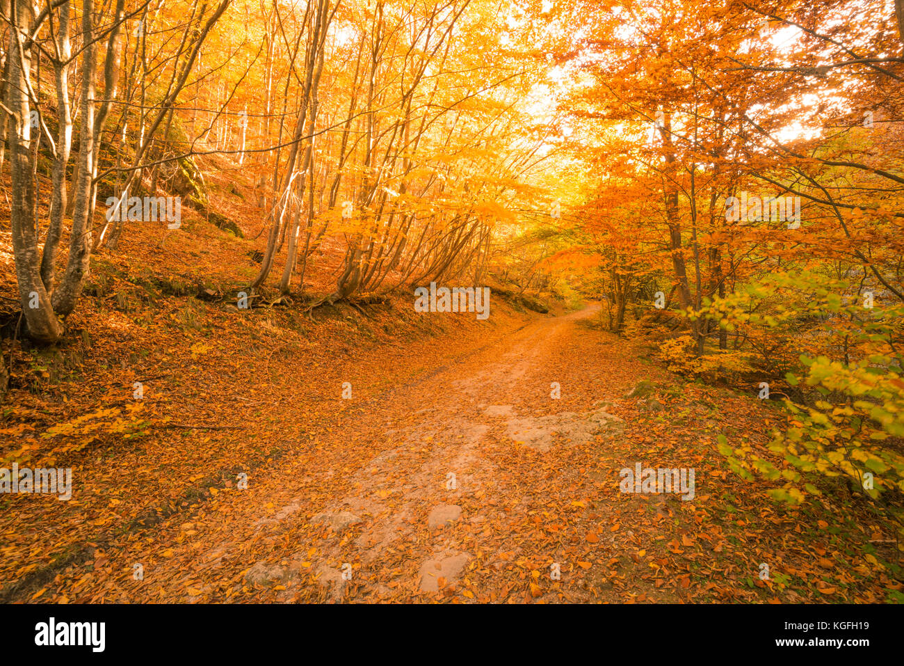Autumn path in the forest Stock Photo - Alamy