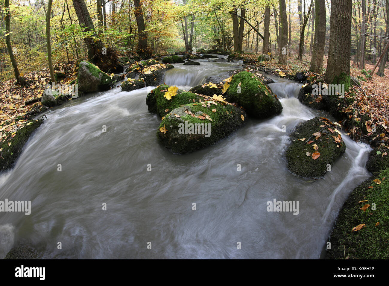 Maple leaf on boulder covered by moss in brook Stock Photo