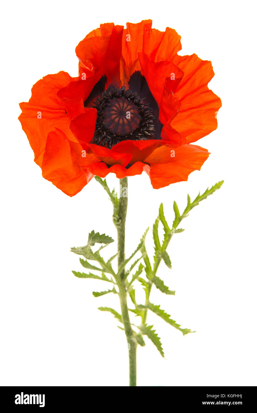 Single blooming red poppy isolated on a white background Stock Photo ...