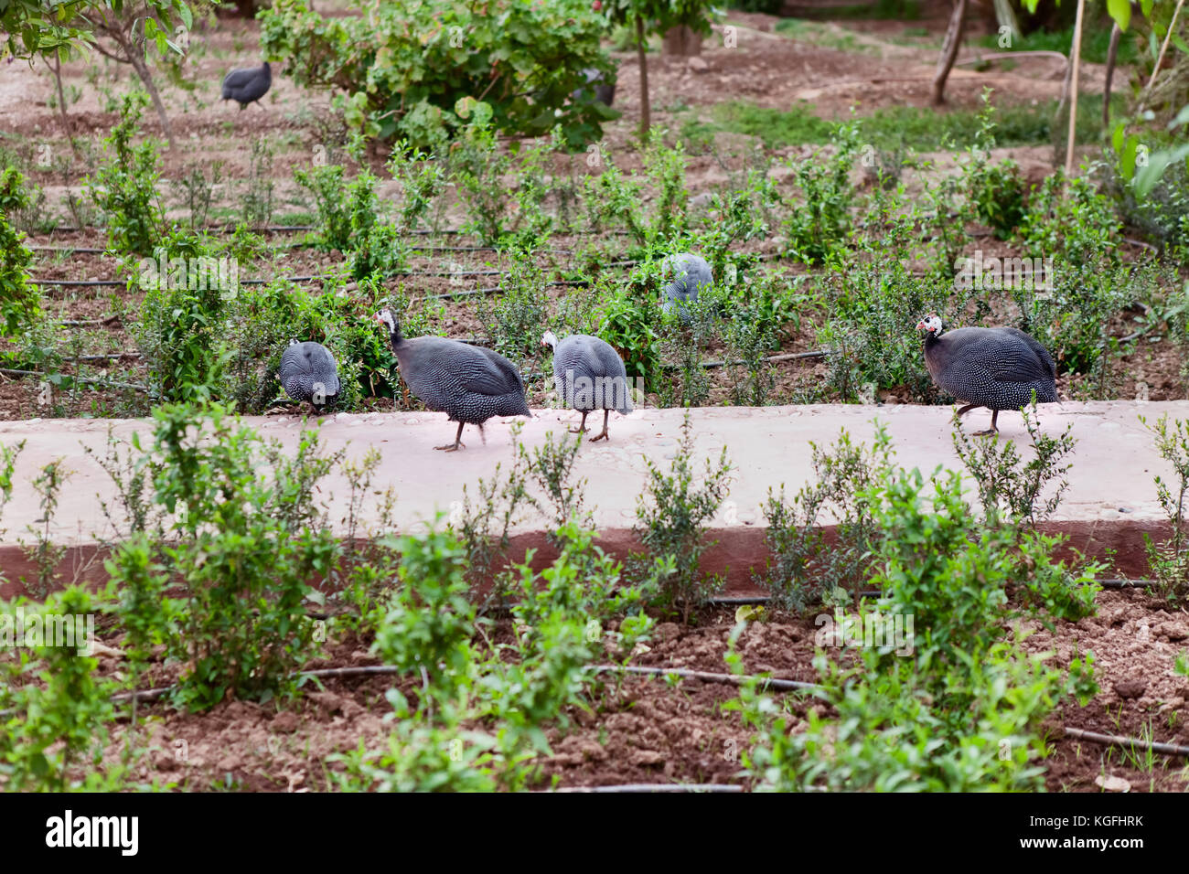 Group of Guinea Fowls on grass Stock Photo