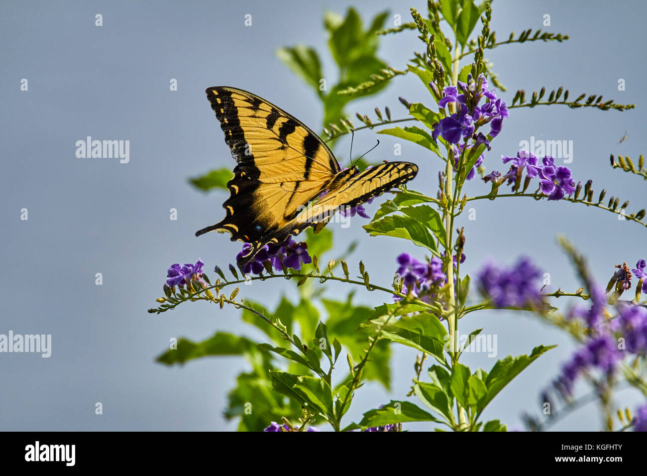 Eastern Tiger Swallowtail Butterfly on flower Stock Photo - Alamy