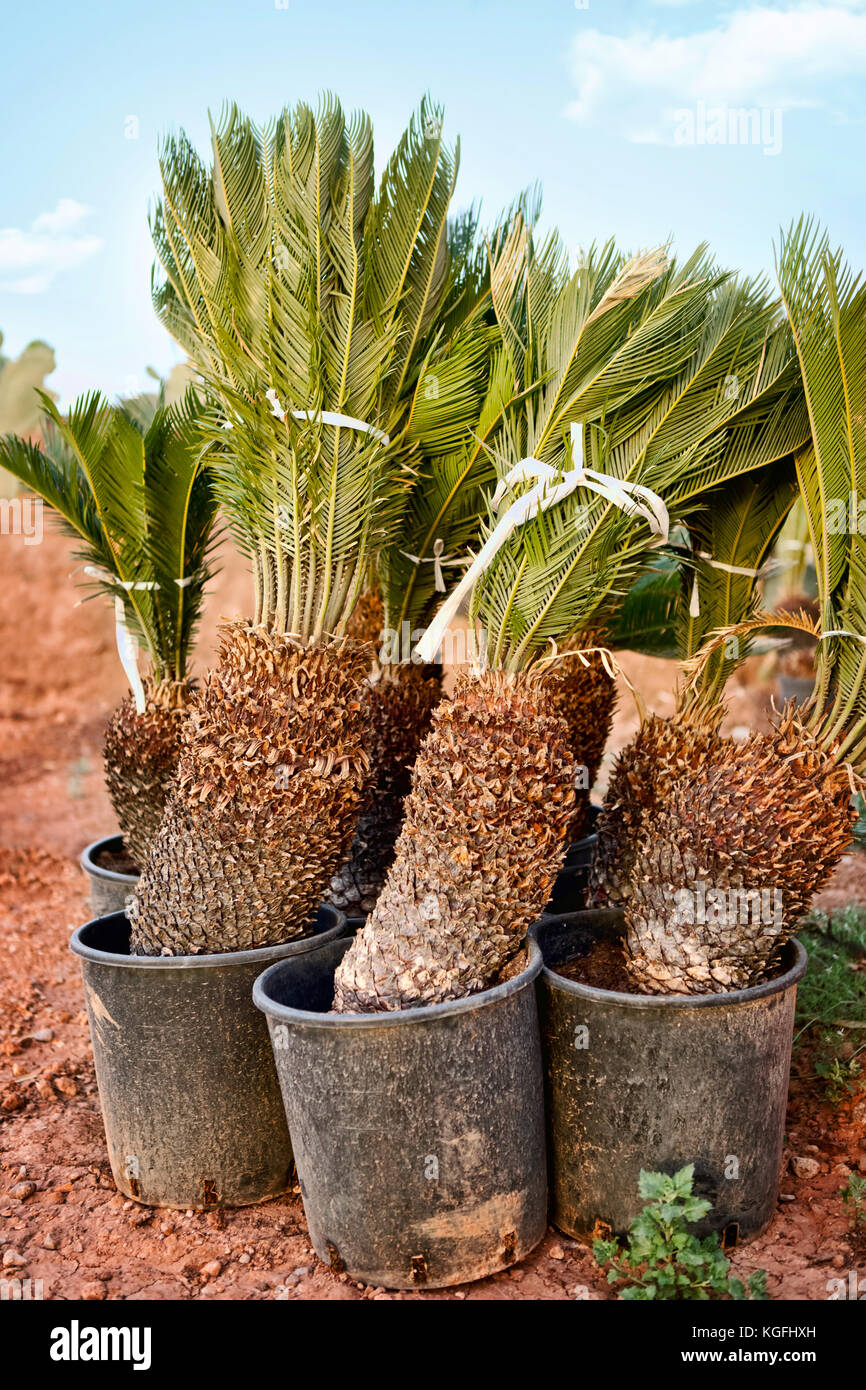 little Palm tree ready for planting Stock Photo Alamy