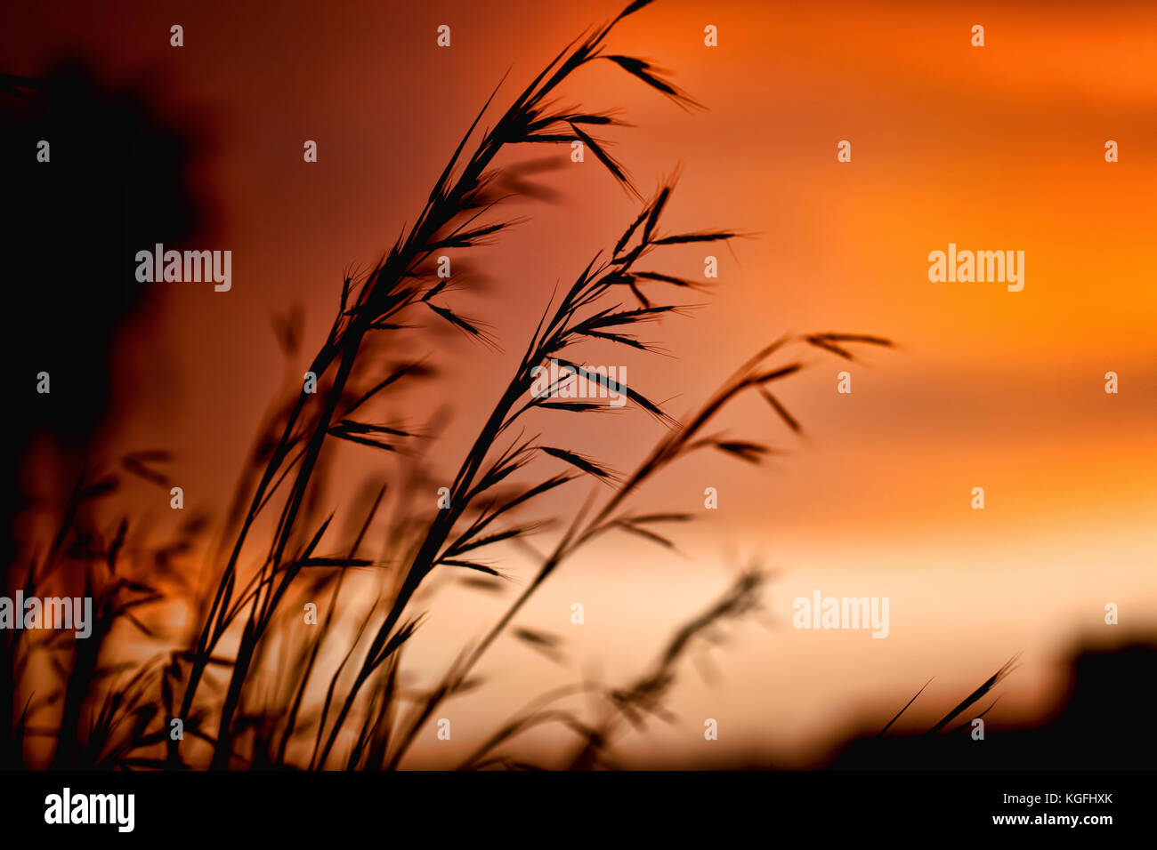 Silhouette of wheat on a orange sundown background. Stock Photo