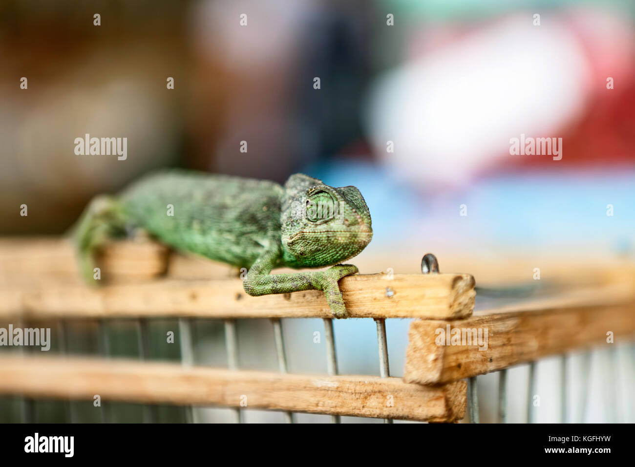 Yemen Chameleon standing on wooden fence Stock Photo