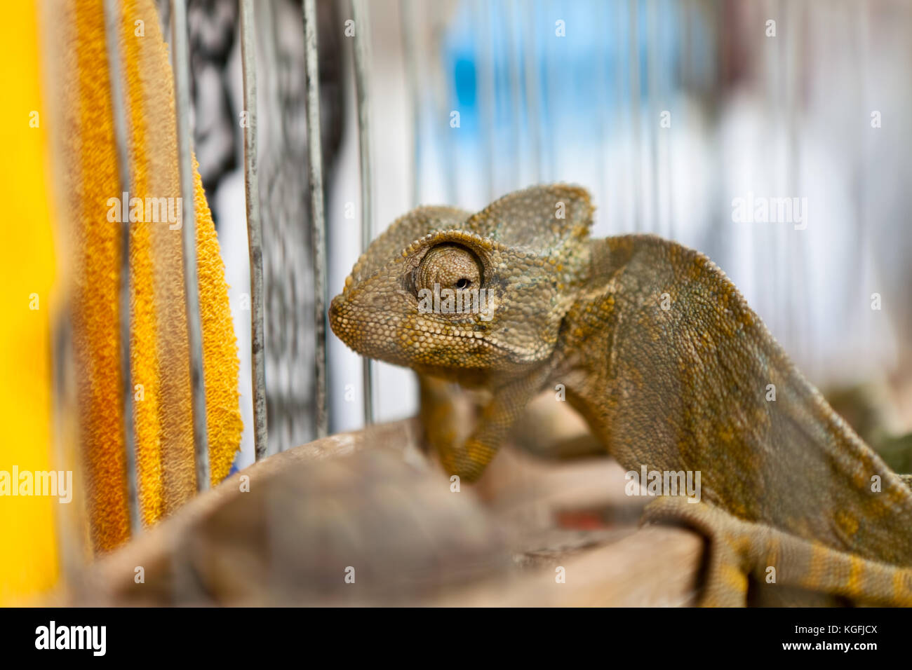 Chameleon standing next yellow textile and chancing color Stock Photo