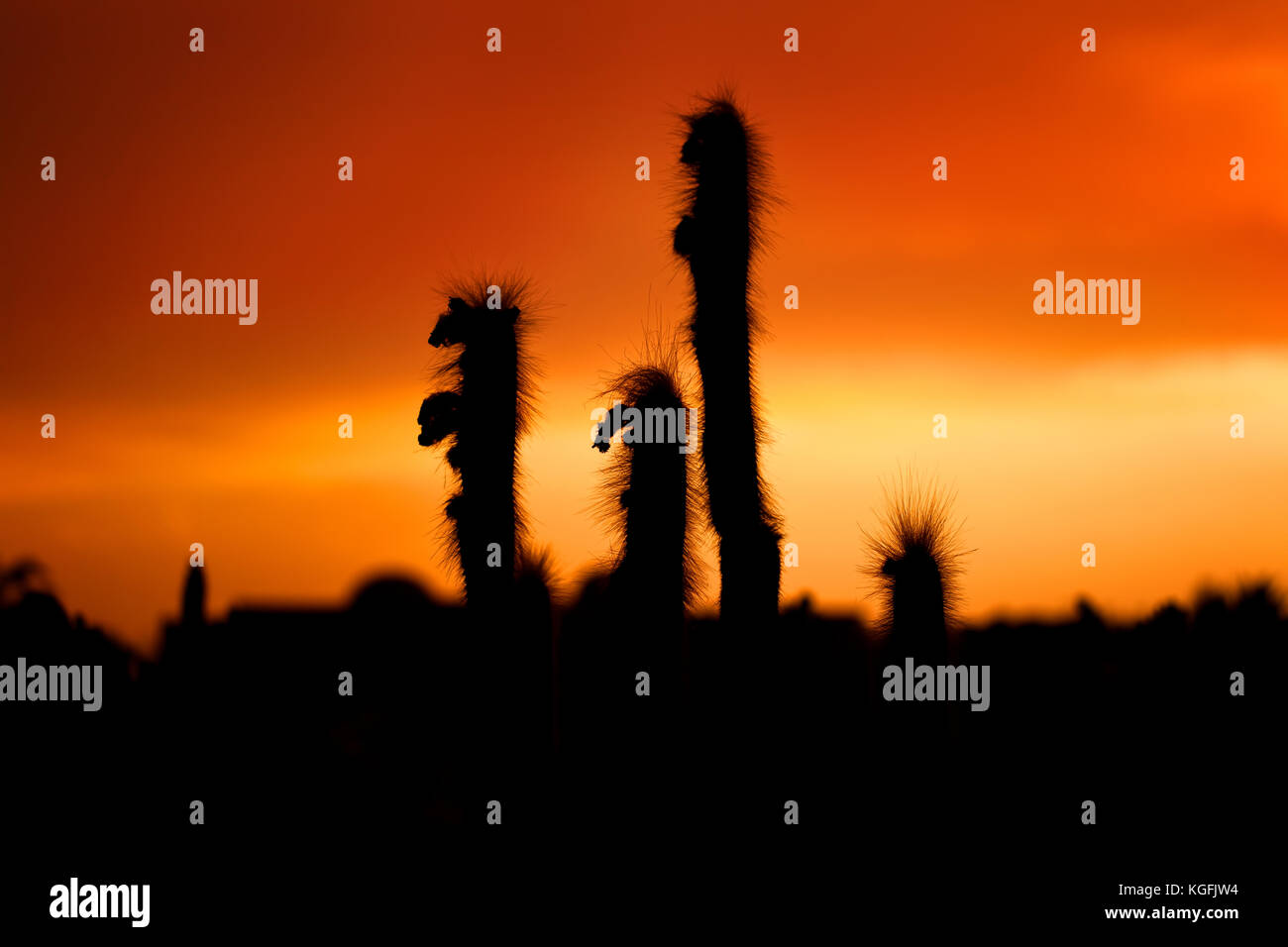 Silhouetted cactus at sunset, Africa, Morocco Stock Photo