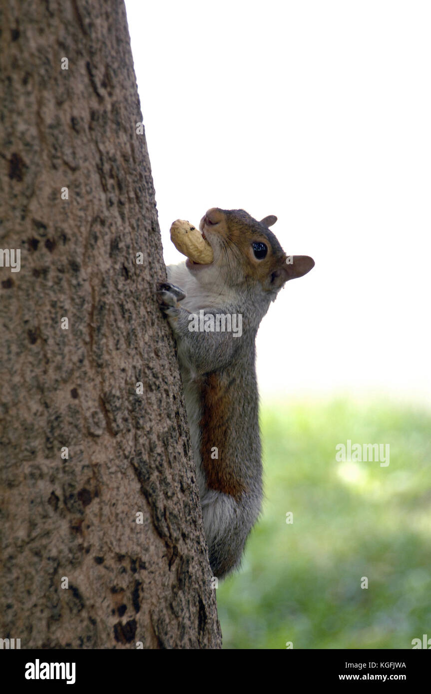 Squirrel. Philadelphia. Pennsylvania. USA. Stock Photo
