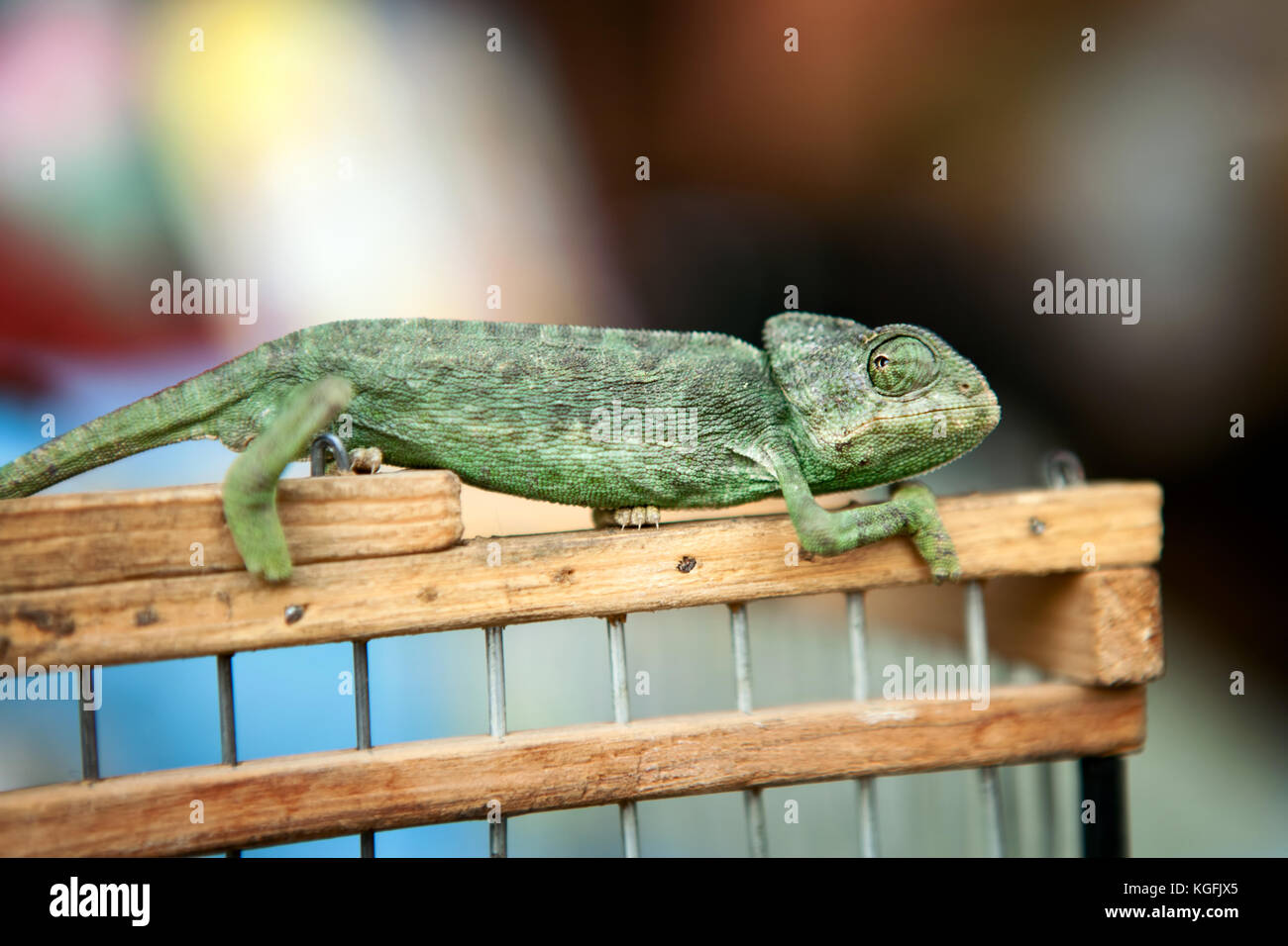 chameleon resting and sunbathing Stock Photo