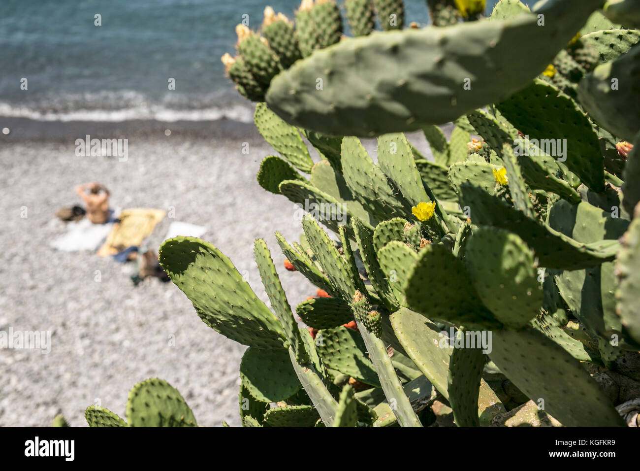 Beach cactus plant on the side of the ocean near people sunbathing. Stock Photo