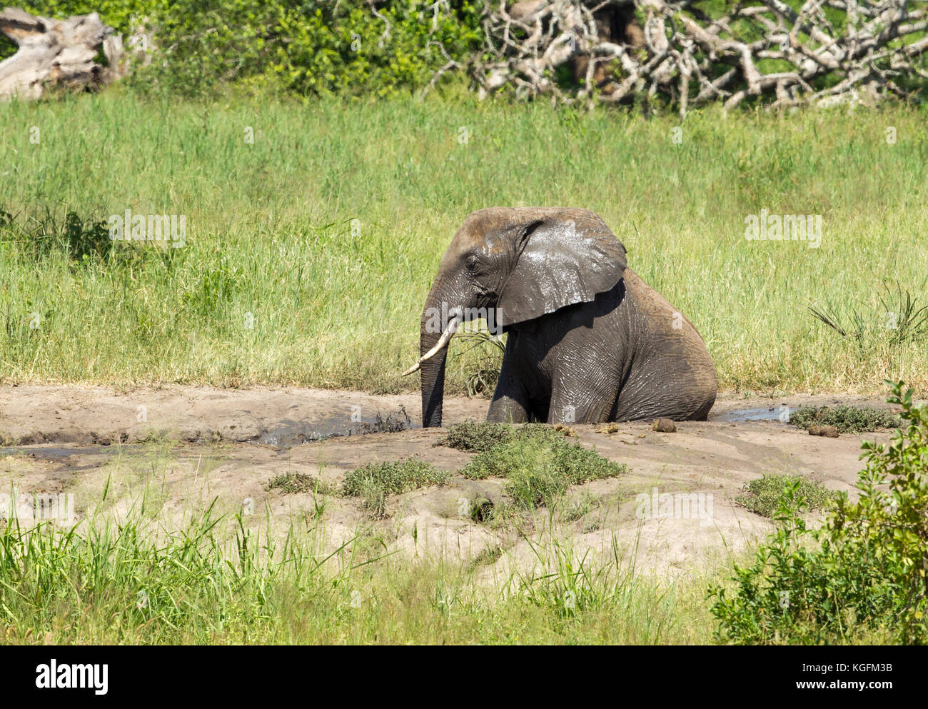 African Elephants wallowing in the mud Stock Photo - Alamy