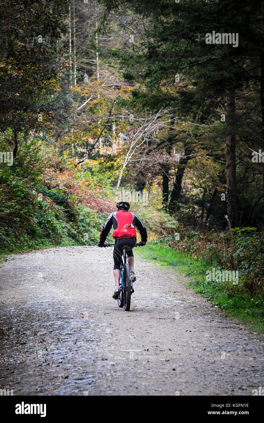 Mountain biking in Cardinham Woods in Cornwall. Stock Photo