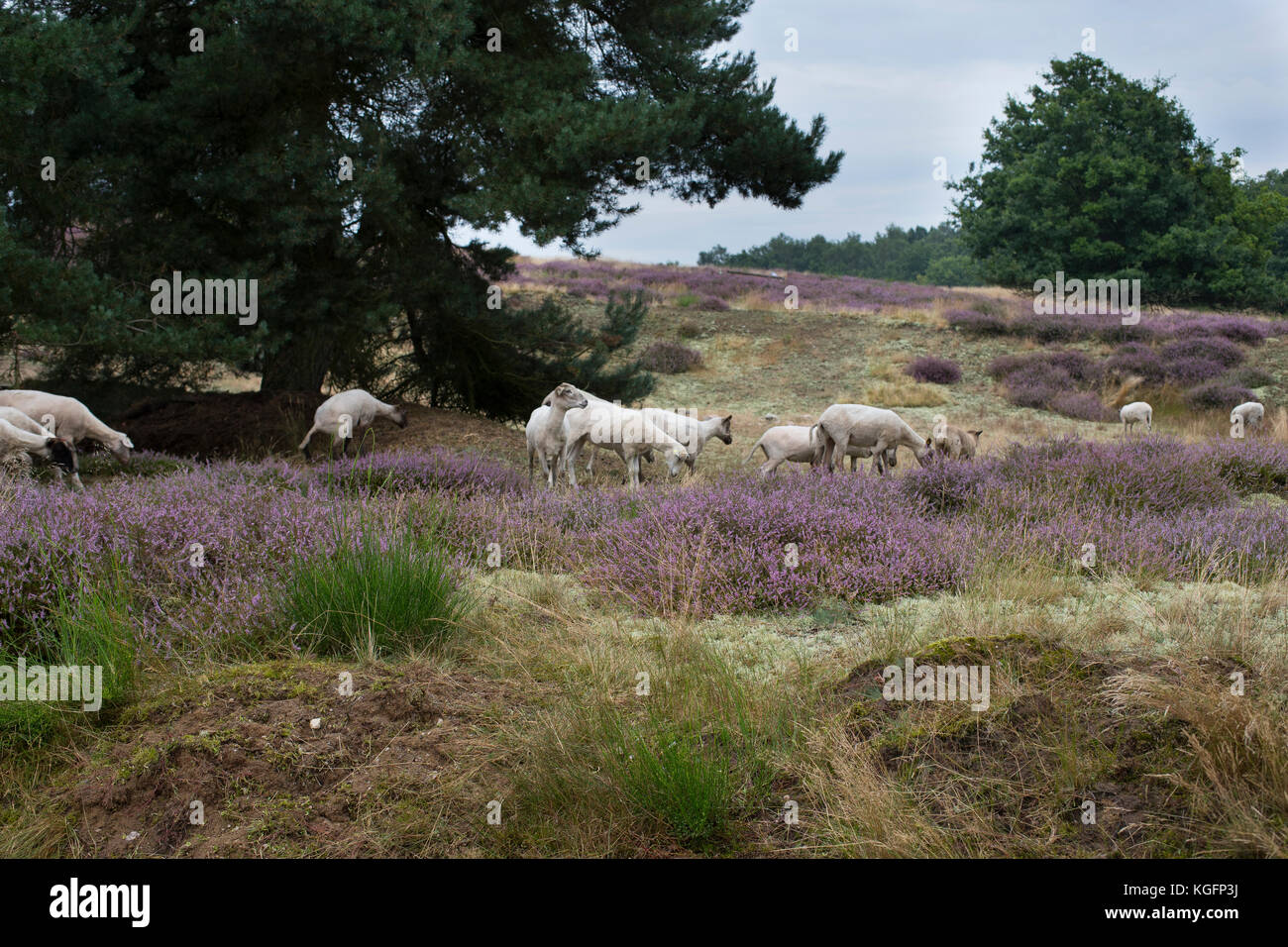 Heidefläche, Heide, Heidegebiet, Beweidung mit Schafen, Schaf, Besenheide, Heidekraut, Calluna vulgaris, Ling, Scots Heather, Callune, Bruyère commune Stock Photo