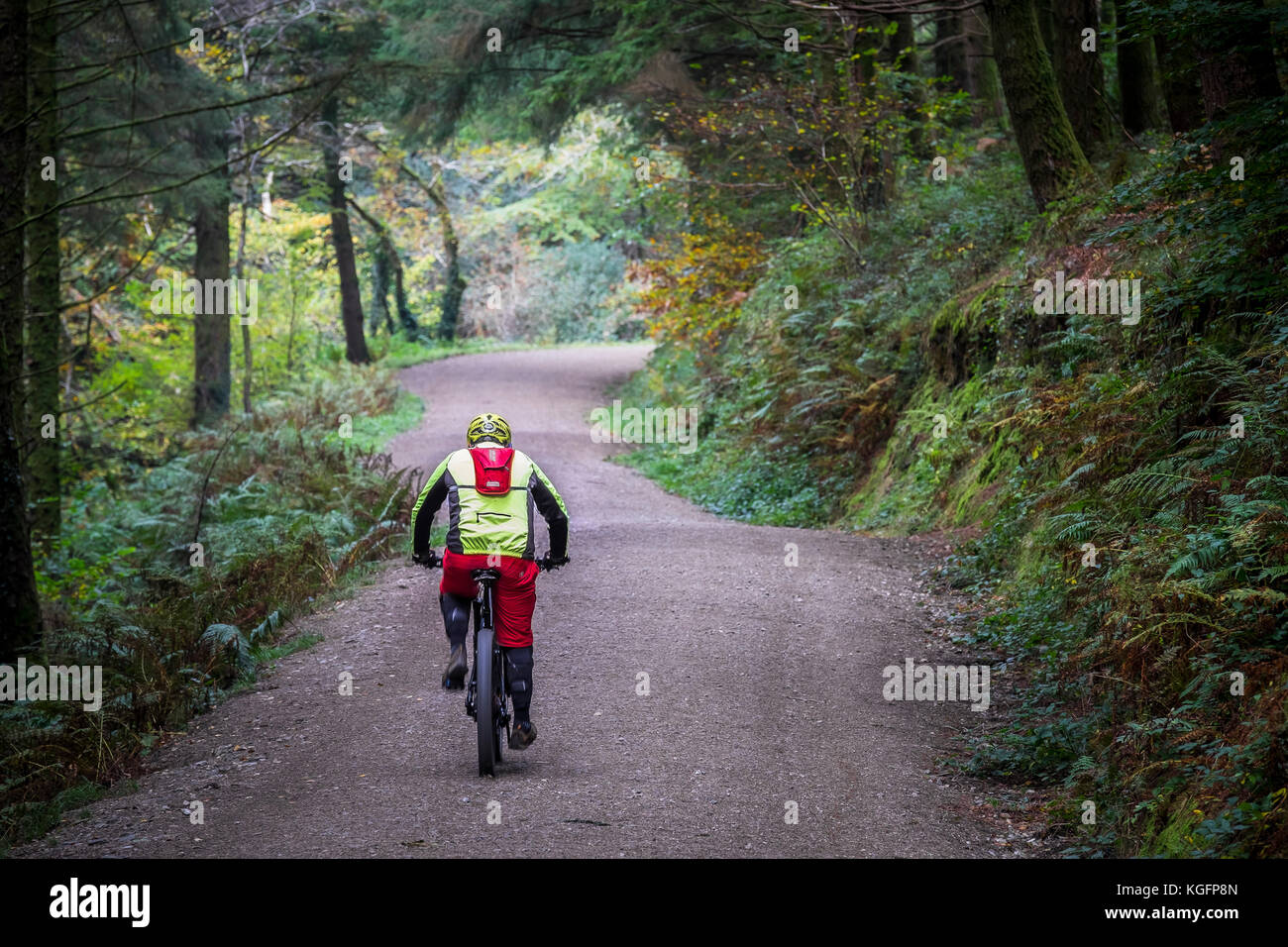 A mountain biker riding along a track in Cardinham Woods in Cornwall. Stock Photo