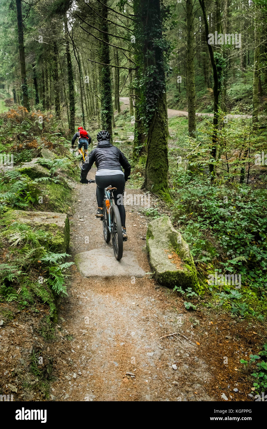 Mountain bikers riding along a track in Cardinham Woods in Cornwall Stock Photo Alamy