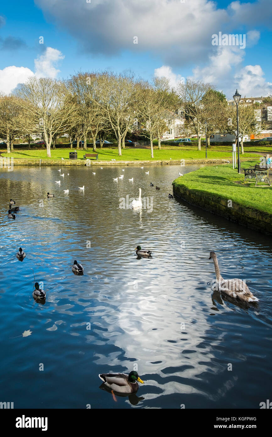 Swans and ducks wildfowl wild birds on a lake in Trenance Gardens in Newquay Cornwall. Stock Photo