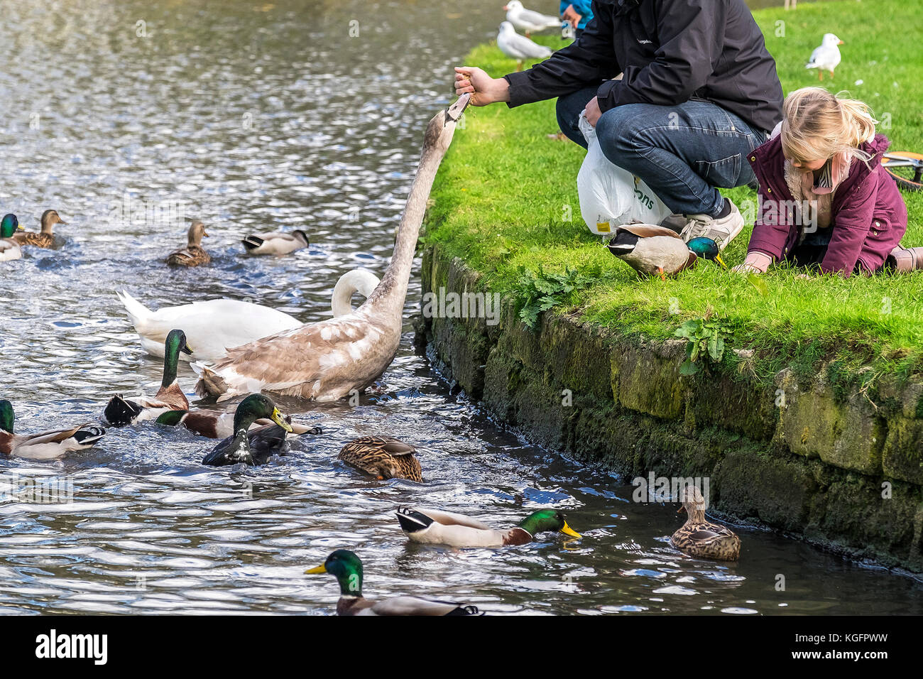 An adult father and children family people feeding swans ducks on a lake. Stock Photo