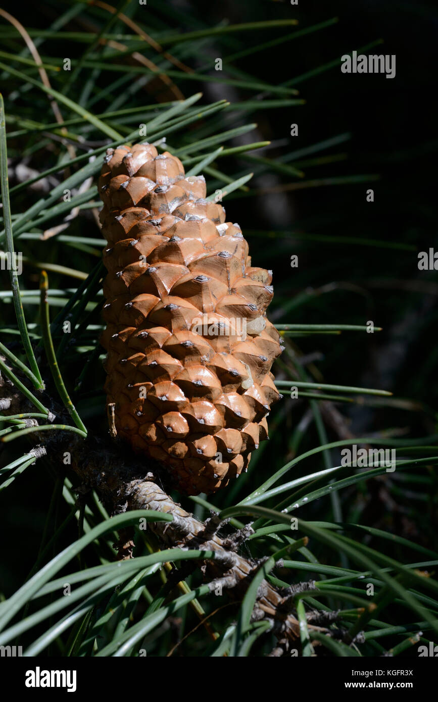 Maritime Pine (Pinus pinaster (maritima)), cone Stock Photo Alamy