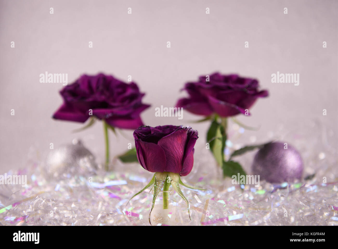Christmas photograph image of red purple roses flowers with glitter petals and tree decorations of baubles in the background with shiny pink wrap Stock Photo