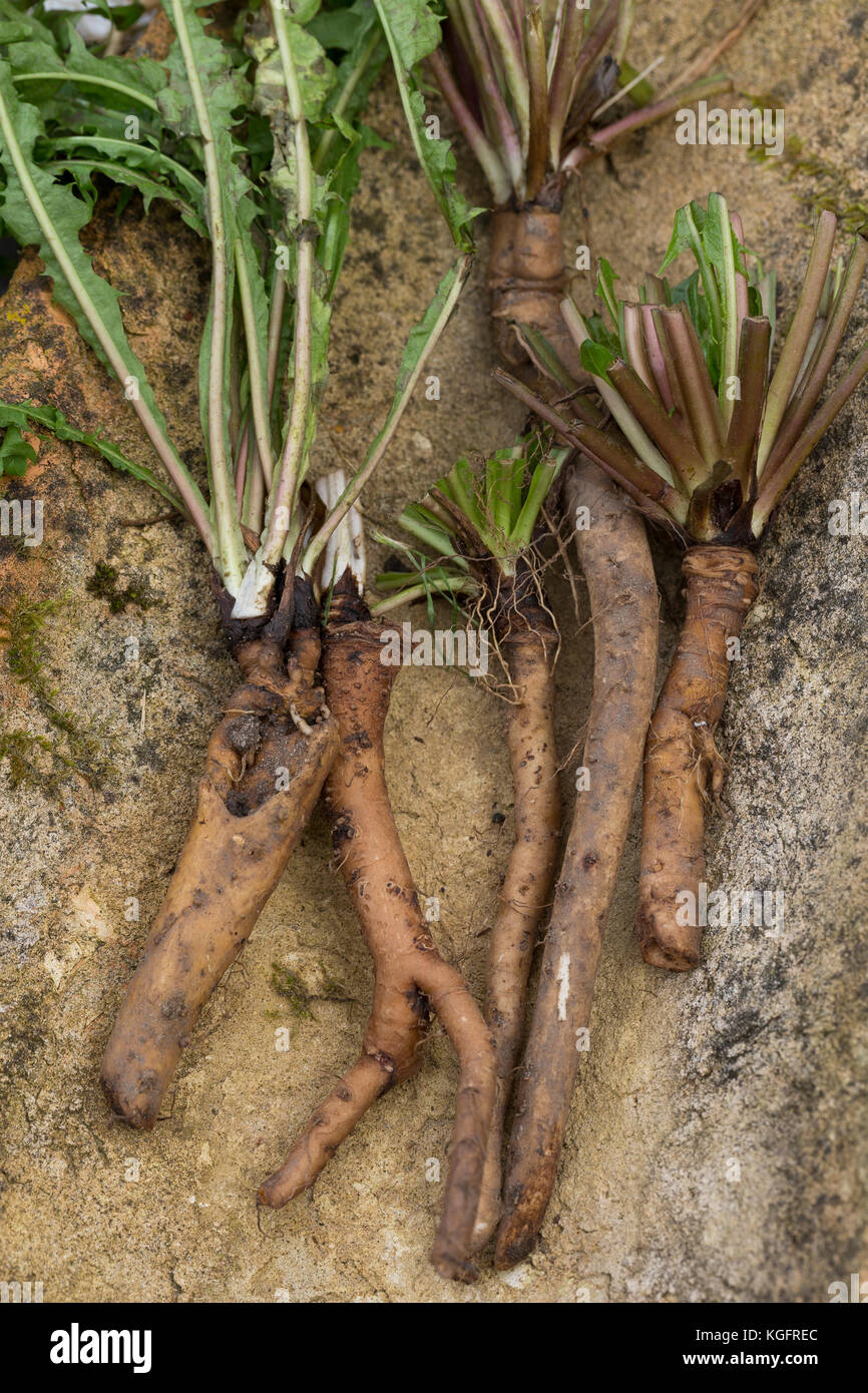 Löwenzahn-Wurzel, Löwenzahn-Wurzeln, Löwenzahnwurzel, Löwenzahnwurzeln, Wiesen-Löwenzahn, Radix Taraxaci, Taraxaci radix, Gemeiner Löwenzahn, Wurzel,  Stock Photo