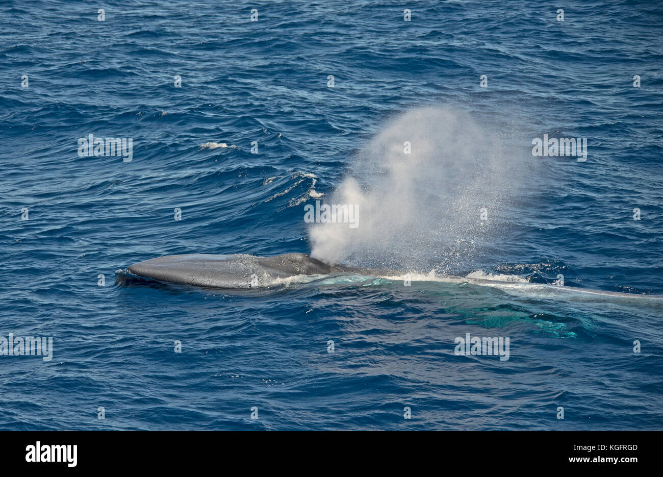 Blue whale blowing on surface Stock Photo