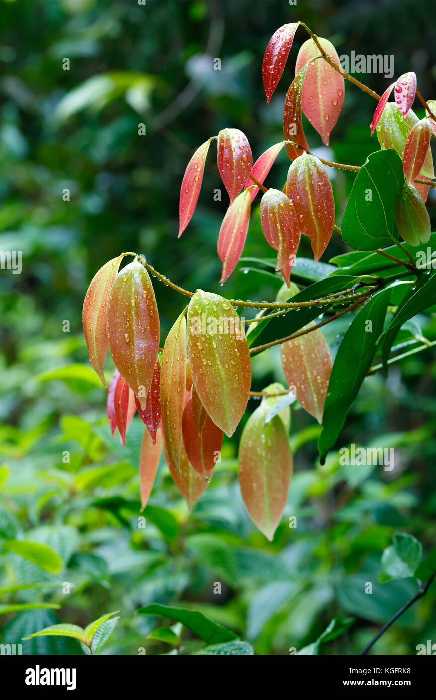 fresh red colored leaves on Cinnamon Tree (Cinnamomum zeylanicum