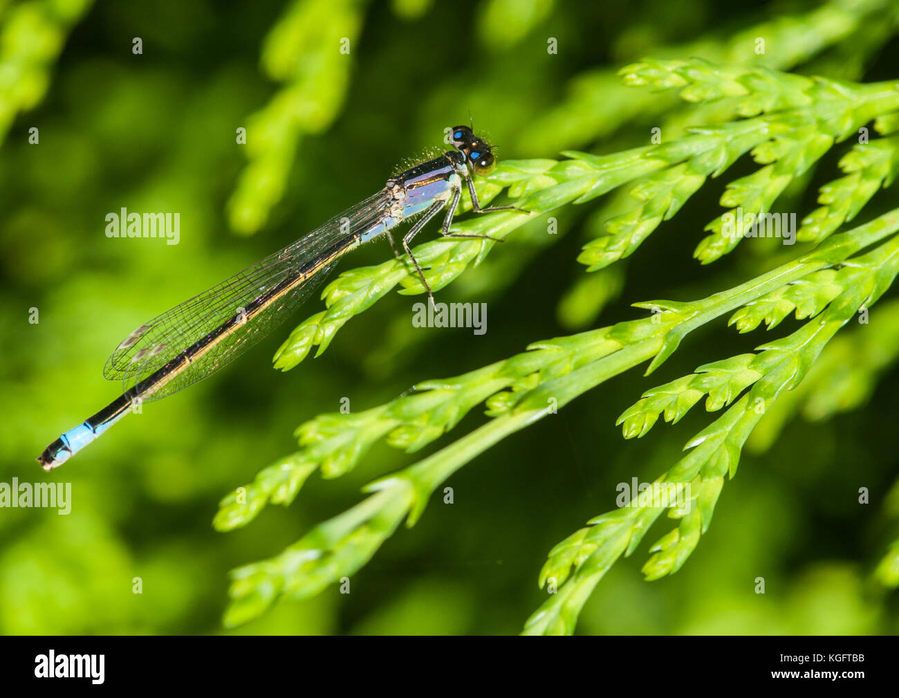 A blue tailed damselfly sits on a fir tree leaf Stock Photo - Alamy