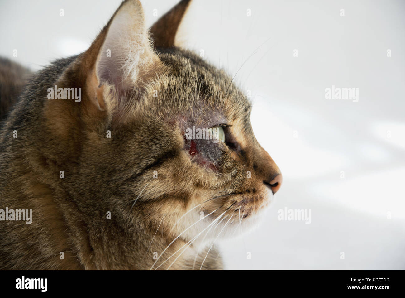 Cat with dermatitis problem near the eye Stock Photo - Alamy