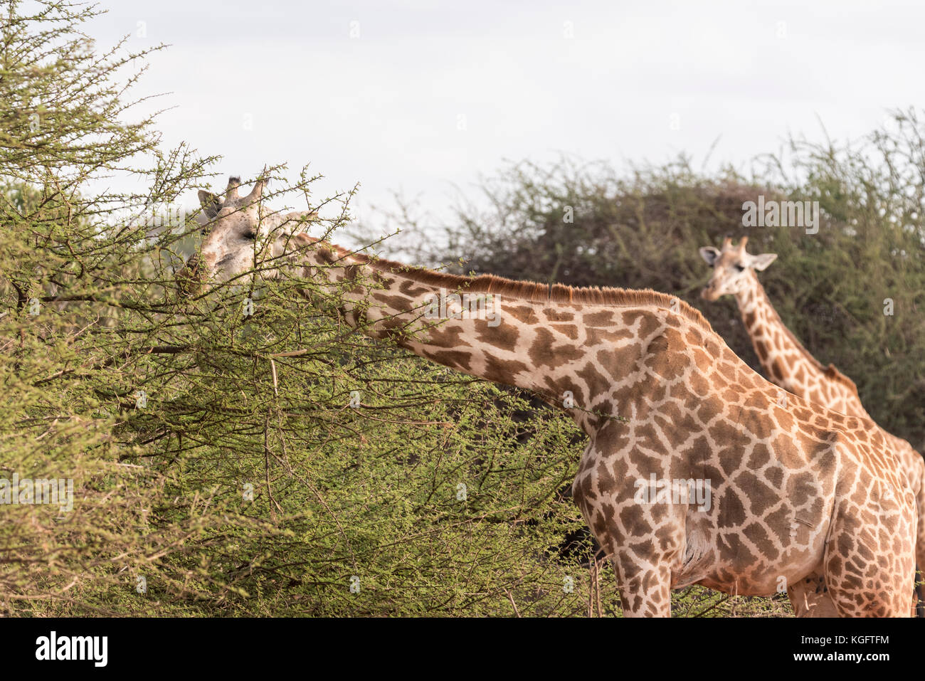 A feeding Giraffe (Giraffa camelopardalis) Stock Photo
